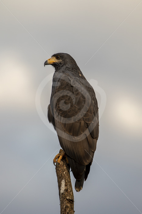 Mangrove Black-hawk (Buteogallus subtilis) near the Tarcoles river in Costa Rica - Nature Stock Photo Agency