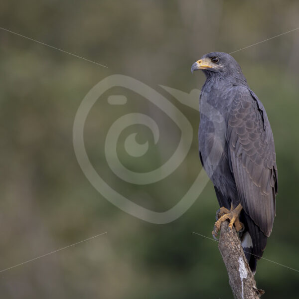Mangrove Black-hawk (Buteogallus subtilis) overlooking the Tarcoles river in Costa Rica - Nature Stock Photo Agency