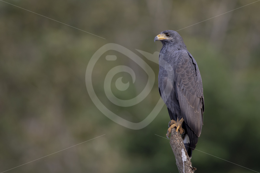 Mangrove Black-hawk (Buteogallus subtilis) overlooking the Tarcoles river in Costa Rica - Nature Stock Photo Agency