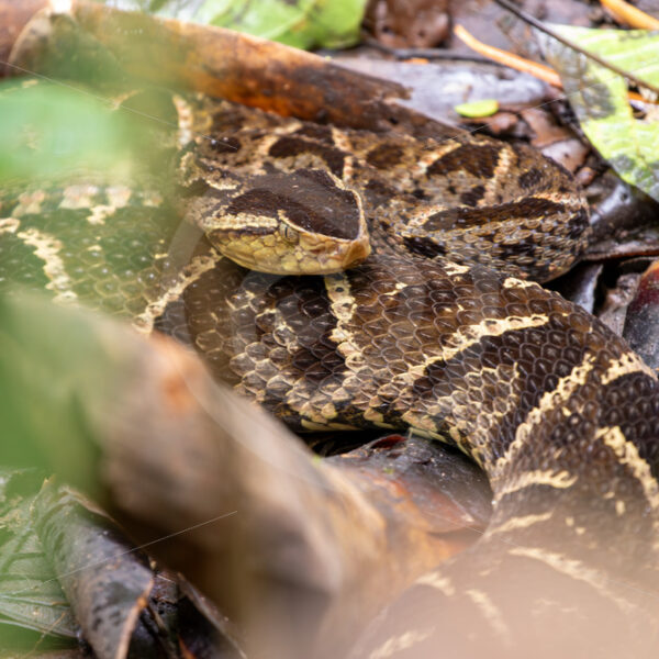 Mating couple of Ultimate pit-viper or Fer-de-lance, La Fortuna, Costa Rica - Nature Stock Photo Agency