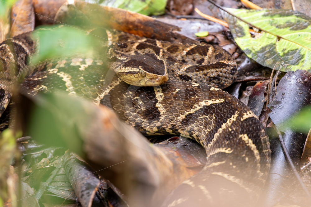 Mating couple of Ultimate pit-viper or Fer-de-lance, La Fortuna, Costa Rica - Nature Stock Photo Agency