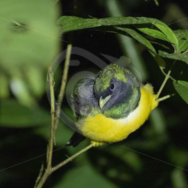 Northern Black-throated Trogon (Trogon rufus) at night, Arenal area, La Fortuna, Costa Rica - Nature Stock Photo Agency