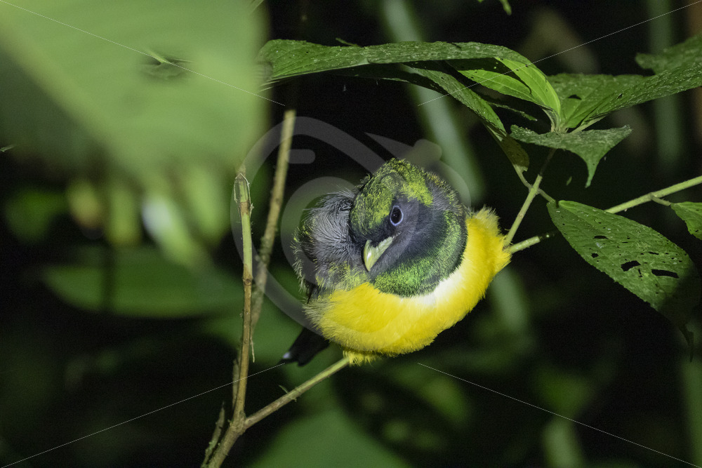 Northern Black-throated Trogon (Trogon rufus) at night, Arenal area, La Fortuna, Costa Rica - Nature Stock Photo Agency