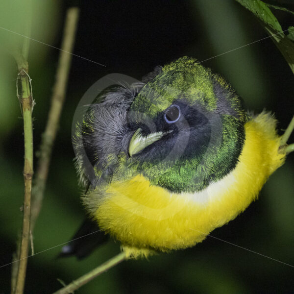 Northern Black-throated Trogon (Trogon rufus) at night in the rainforest, La Fortuna, Costa Rica - Nature Stock Photo Agency