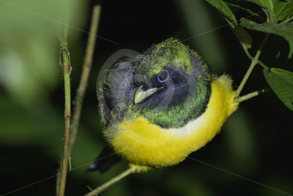 Northern Black-throated Trogon (Trogon rufus) at night in the rainforest, La Fortuna, Costa Rica - Nature Stock Photo Agency