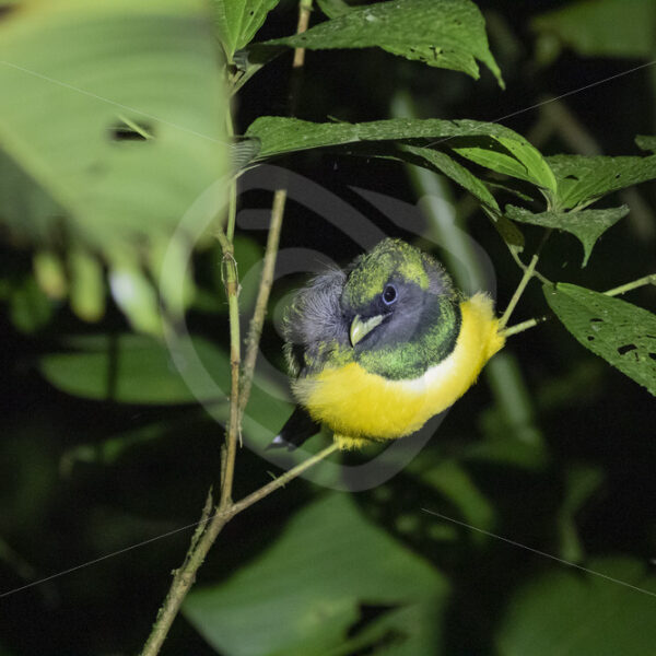 Northern Black-throated Trogon (Trogon rufus) at night, La Fortuna, Costa Rica - Nature Stock Photo Agency