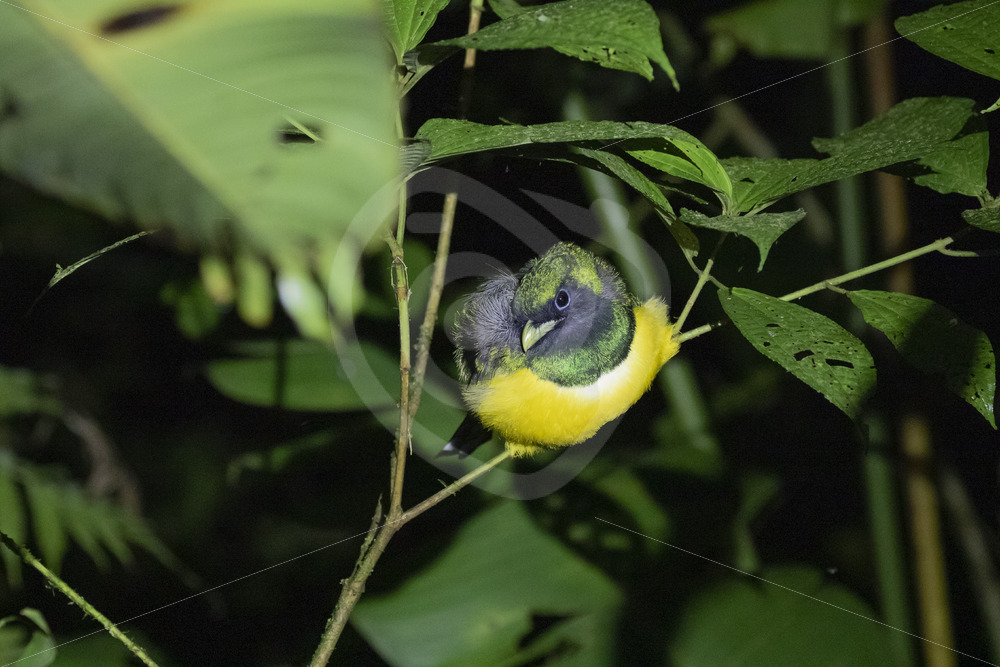 Northern Black-throated Trogon (Trogon rufus) at night, La Fortuna, Costa Rica - Nature Stock Photo Agency