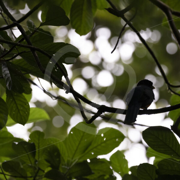 Northern Black-throated Trogon (Trogon rufus) silhouette in the trees of Mystico Parc, La Fortuna, Costa Rica - Nature Stock Photo Agency