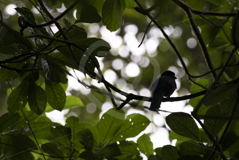 Northern Black-throated Trogon (Trogon rufus) silhouette in the trees of Mystico Parc, La Fortuna, Costa Rica - Nature Stock Photo Agency