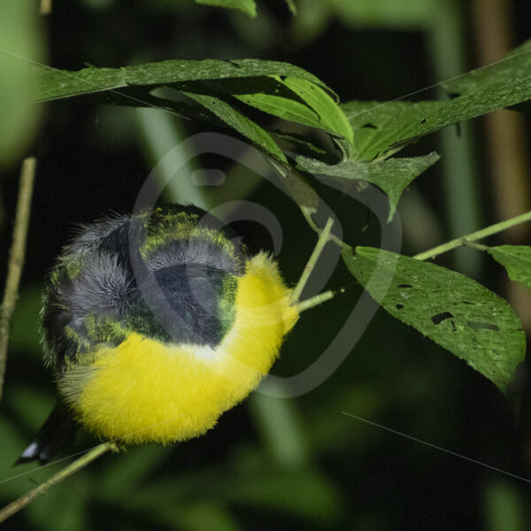 Northern Black-throated Trogon (Trogon rufus) sleeping in the rainforest, La Fortuna, Costa Rica - Nature Stock Photo Agency