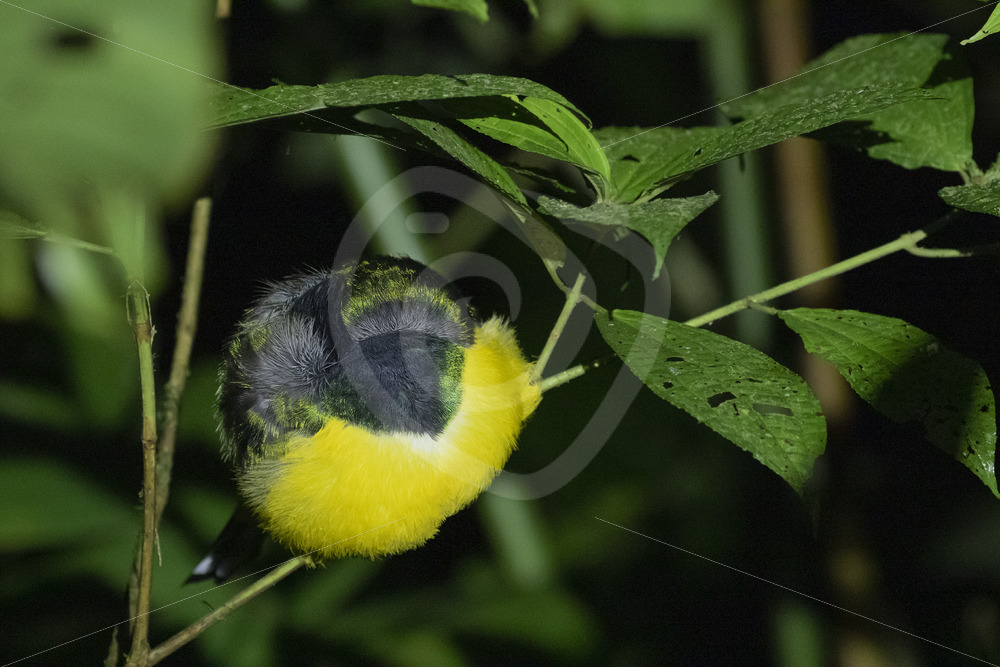 Northern Black-throated Trogon (Trogon rufus) sleeping in the rainforest, La Fortuna, Costa Rica - Nature Stock Photo Agency