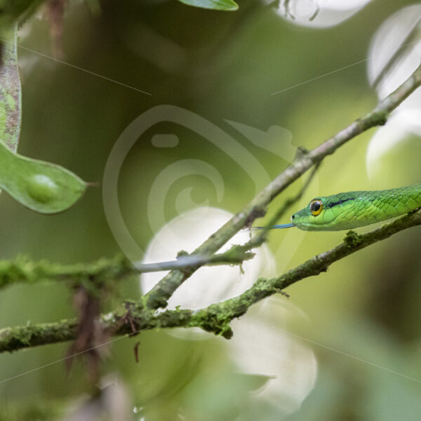 Parrot snake (Leptophis ahaetulla) in a rainforest, La Fortuna, Costa Rica - Nature Stock Photo Agency