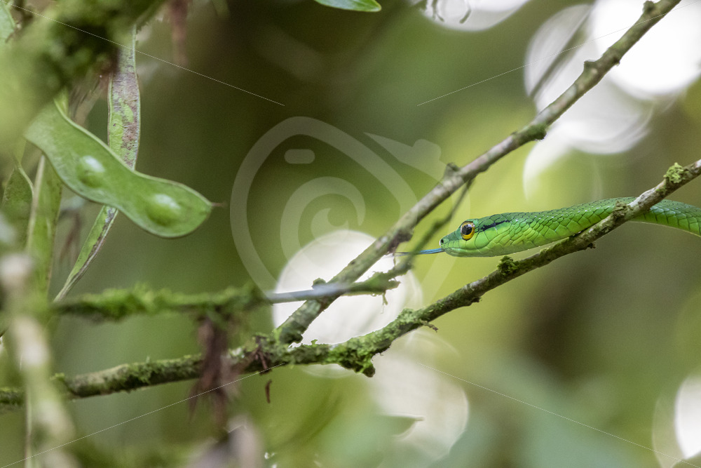 Parrot snake (Leptophis ahaetulla) in a rainforest, La Fortuna, Costa Rica - Nature Stock Photo Agency