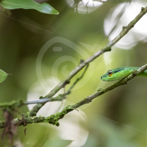 Parrot snake (Leptophis ahaetulla) in the rainforest, La Fortuna, Costa Rica - Nature Stock Photo Agency
