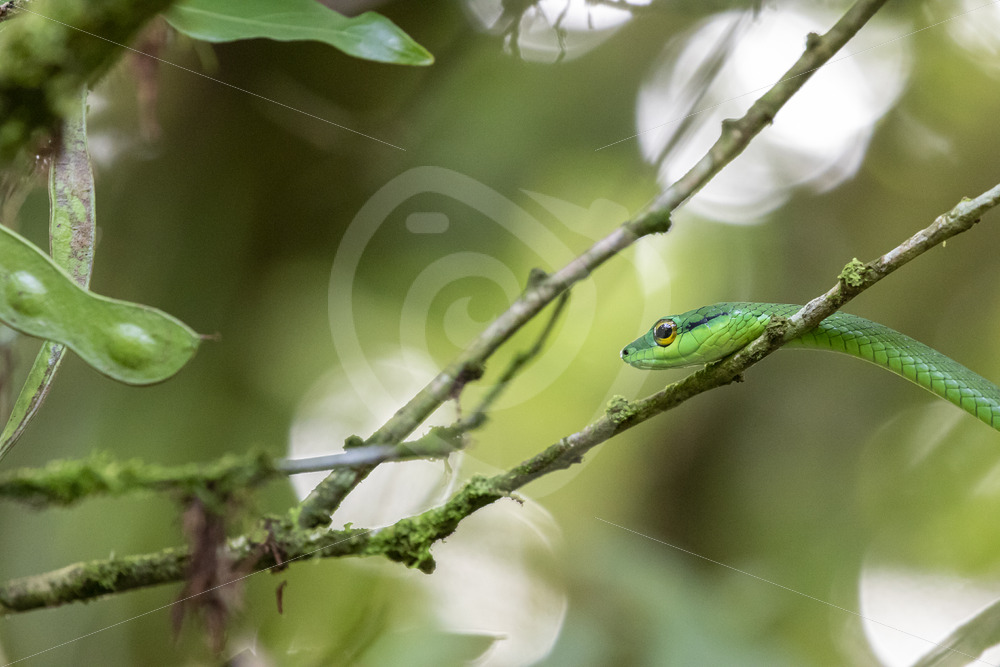 Parrot snake (Leptophis ahaetulla) in the rainforest, La Fortuna, Costa Rica - Nature Stock Photo Agency