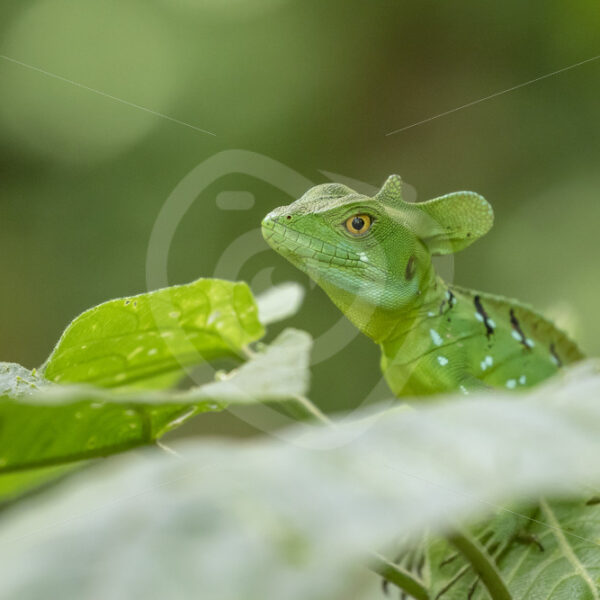Plumed basilisk (Basiliscus plumifrons) in La Fortuna, Arenal region, Costa Rica - Nature Stock Photo Agency