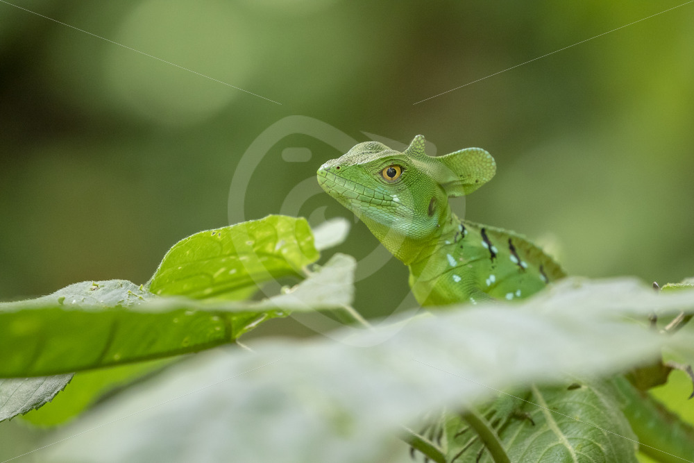 Plumed basilisk (Basiliscus plumifrons) in La Fortuna, Arenal region, Costa Rica - Nature Stock Photo Agency