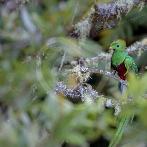 Quetzal, Savegre valley, San Gerardo de Dota, Costa Rica - Nature Stock Photo Agency