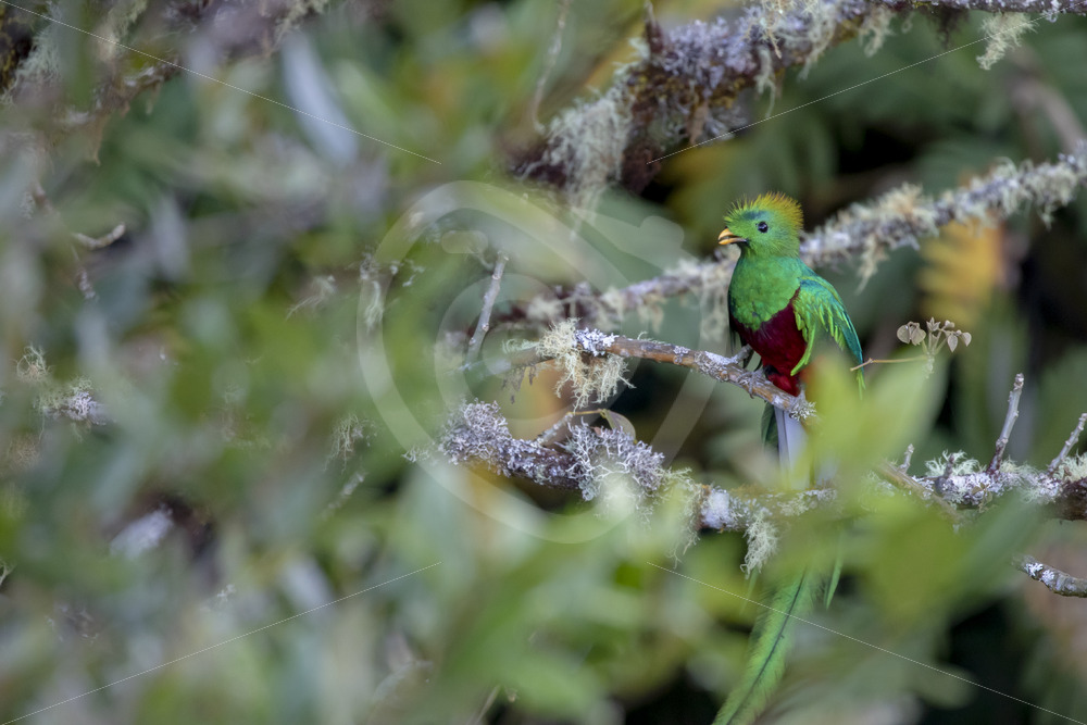 Quetzal, Savegre valley, San Gerardo de Dota, Costa Rica - Nature Stock Photo Agency