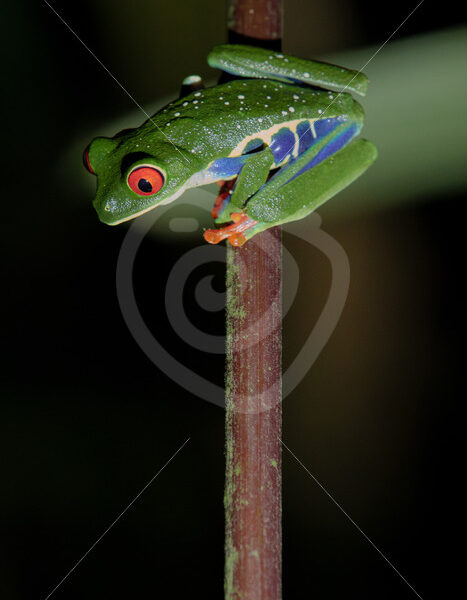 Red-eyed tree frog (Agalychnis callidryas) at night in the rainforest, La Fortuna, Costa Rica - Nature Stock Photo Agency