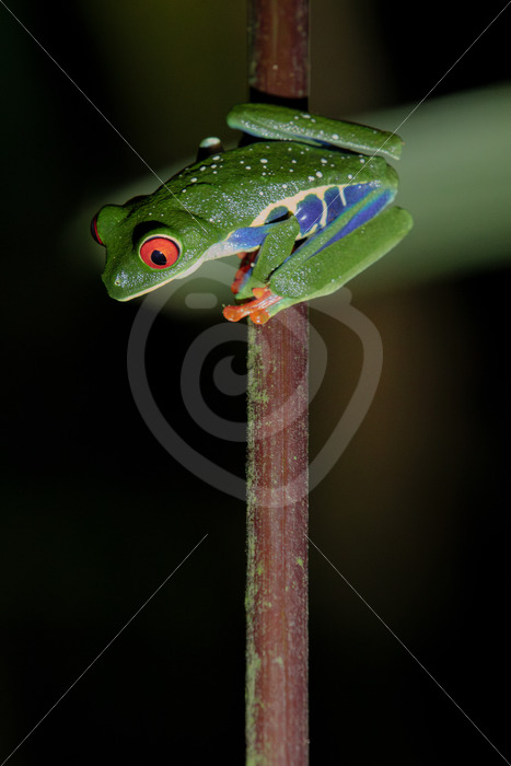 Red-eyed tree frog (Agalychnis callidryas) at night in the rainforest, La Fortuna, Costa Rica - Nature Stock Photo Agency