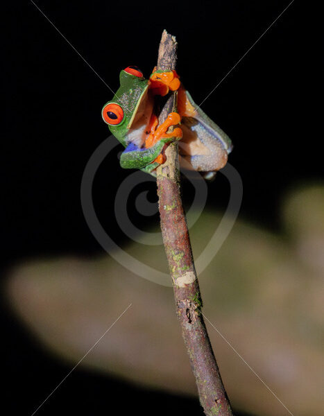 Red-eyed tree frog (Agalychnis callidryas) in the rainforest, La Fortuna, Costa Rica - Nature Stock Photo Agency
