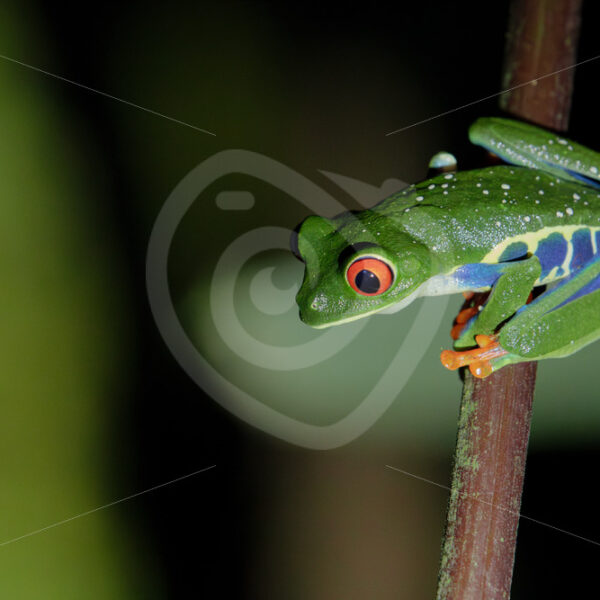 Red-eyed tree frog (Agalychnis callidryas), La Fortuna, Costa Rica - Nature Stock Photo Agency