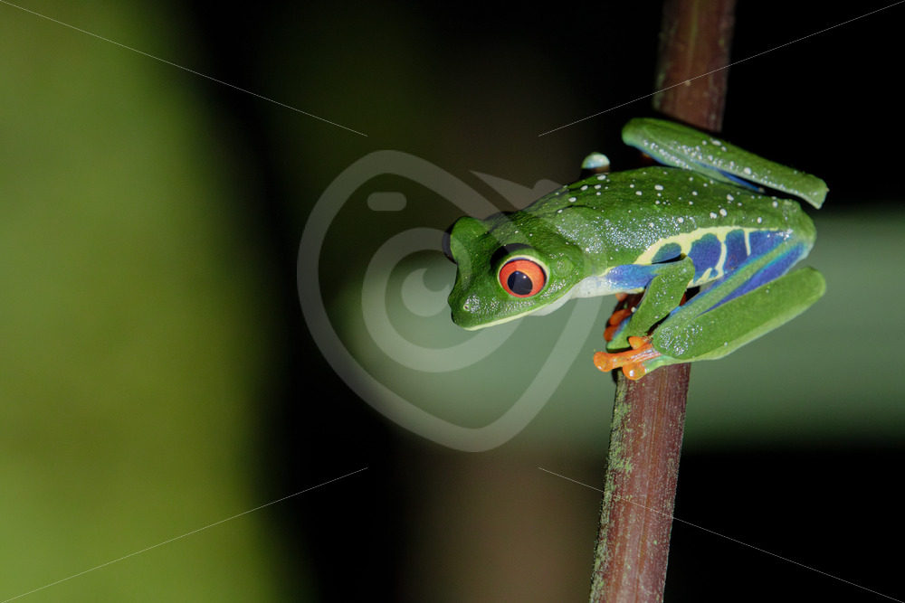 Red-eyed tree frog (Agalychnis callidryas), La Fortuna, Costa Rica - Nature Stock Photo Agency