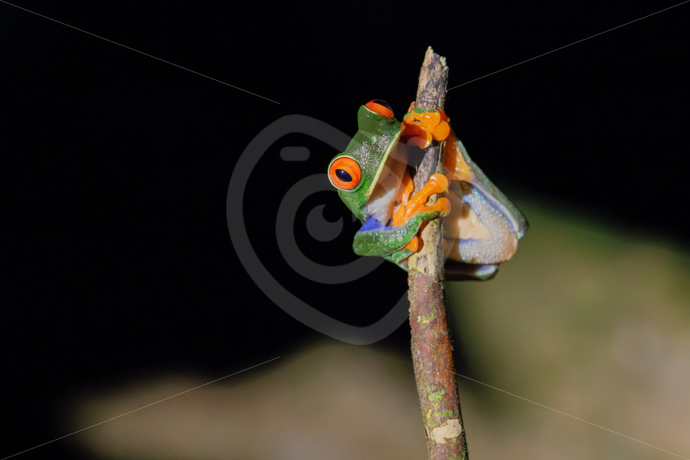 Red-eyed tree frog at night in the rainforest, La Fortuna, Costa Rica - Nature Stock Photo Agency
