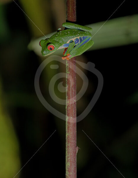 Red-eyed tree frog hanging on a branch in the rainforest, La Fortuna, Costa Rica - Nature Stock Photo Agency