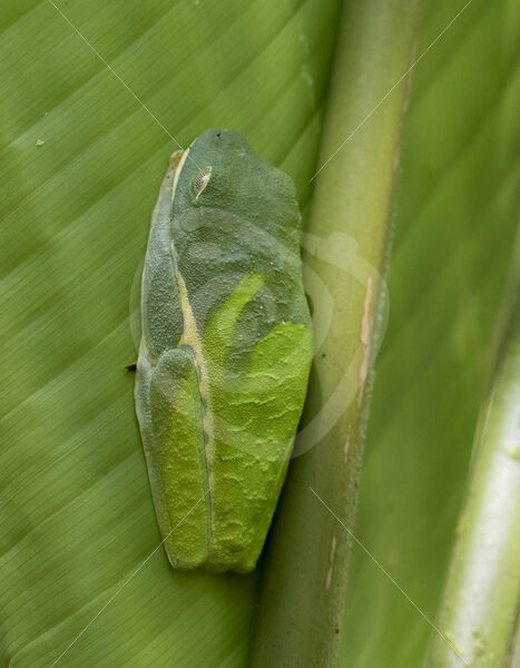 Red-eyed tree frog sleeping during the day, Parque Nacional Volcan Arenal, Costa Rica - Nature Stock Photo Agency