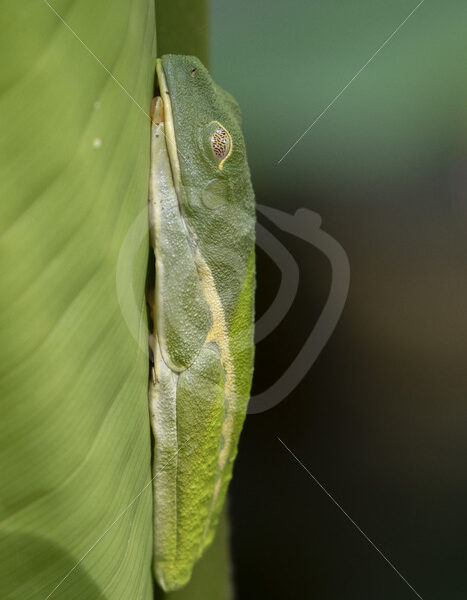 Red-eyed tree frog sleeping, Parque Nacional Volcan Arenal, Costa Rica - Nature Stock Photo Agency