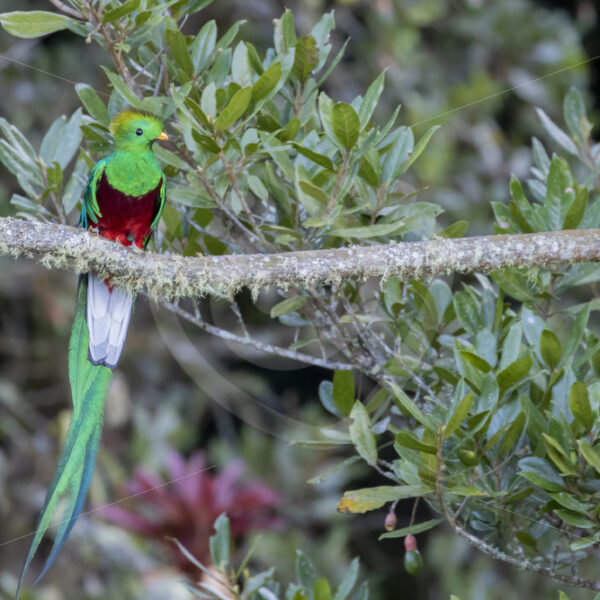 Respelndent Quetzal in the Savegre valley, San Gerardo de Dota, Costa Rica - Nature Stock Photo Agency
