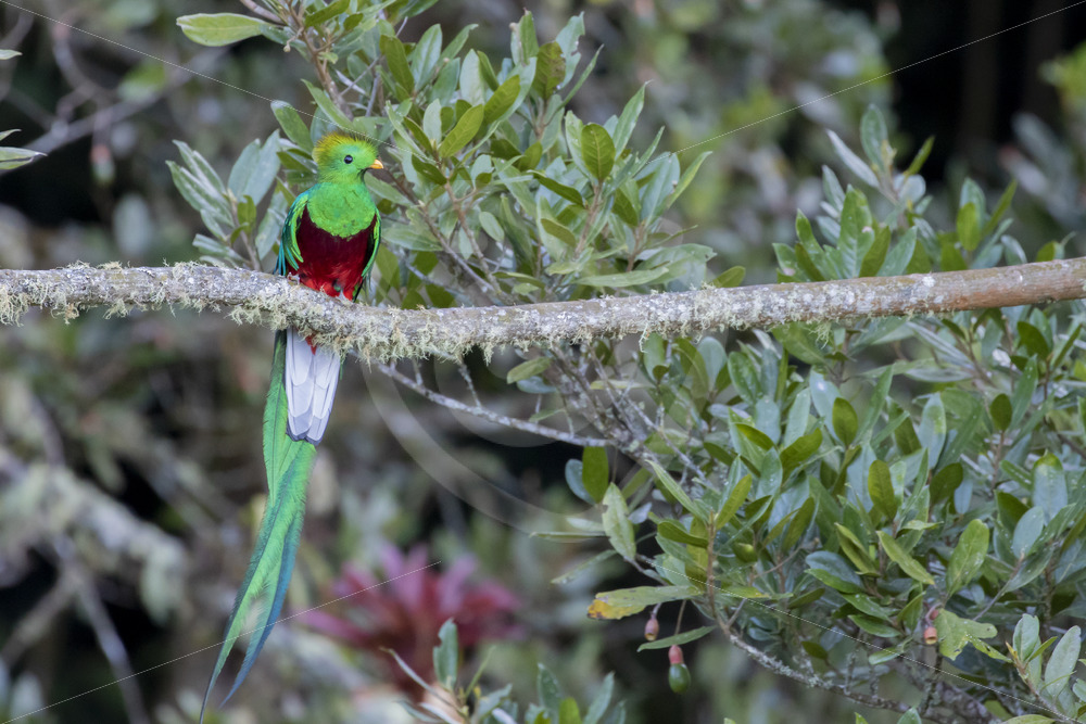 Respelndent Quetzal in the Savegre valley, San Gerardo de Dota, Costa Rica - Nature Stock Photo Agency