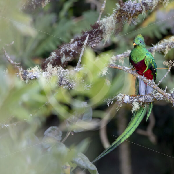 Resplendent Quetzal in Savegre valley, San Gerardo de Dota, Costa Rica - Nature Stock Photo Agency