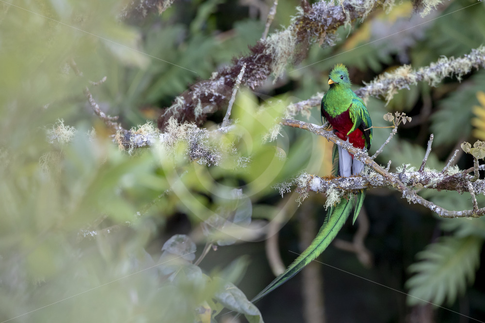 Resplendent Quetzal in Savegre valley, San Gerardo de Dota, Costa Rica - Nature Stock Photo Agency