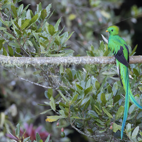 Resplendent Quetzal (Pharomachrus mocinno) in Savegre, San Gerardo de Dota, Costa Rica - Nature Stock Photo Agency
