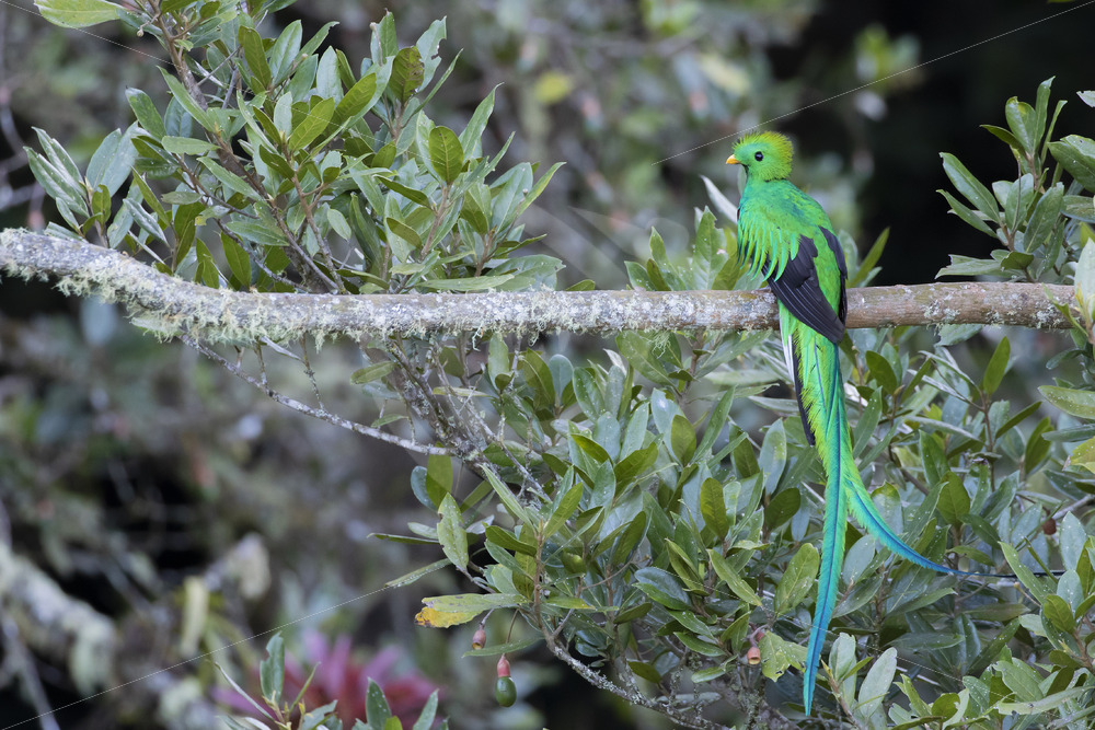 Resplendent Quetzal (Pharomachrus mocinno) in Savegre, San Gerardo de Dota, Costa Rica - Nature Stock Photo Agency