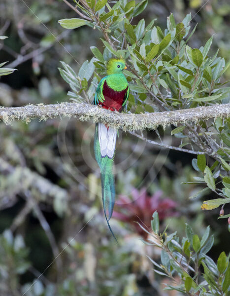 Resplendent Quetzal (Pharomachrus mocinno), Savegre valley, San Gerardo de Dota, Costa Rica - Nature Stock Photo Agency