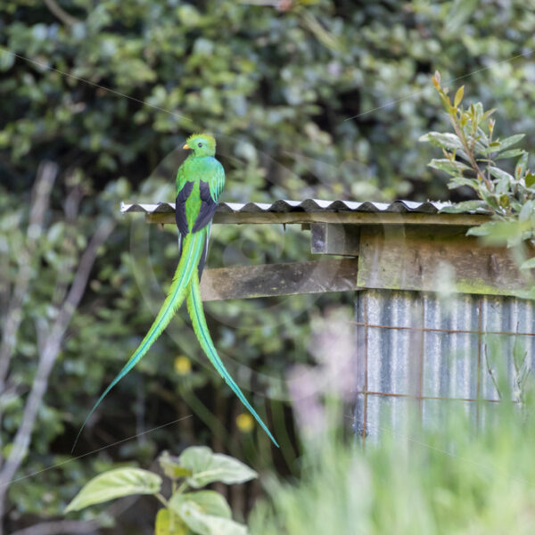 Resplendent Quetzal, San Gerardo de Dota, Costa Rica - Nature Stock Photo Agency
