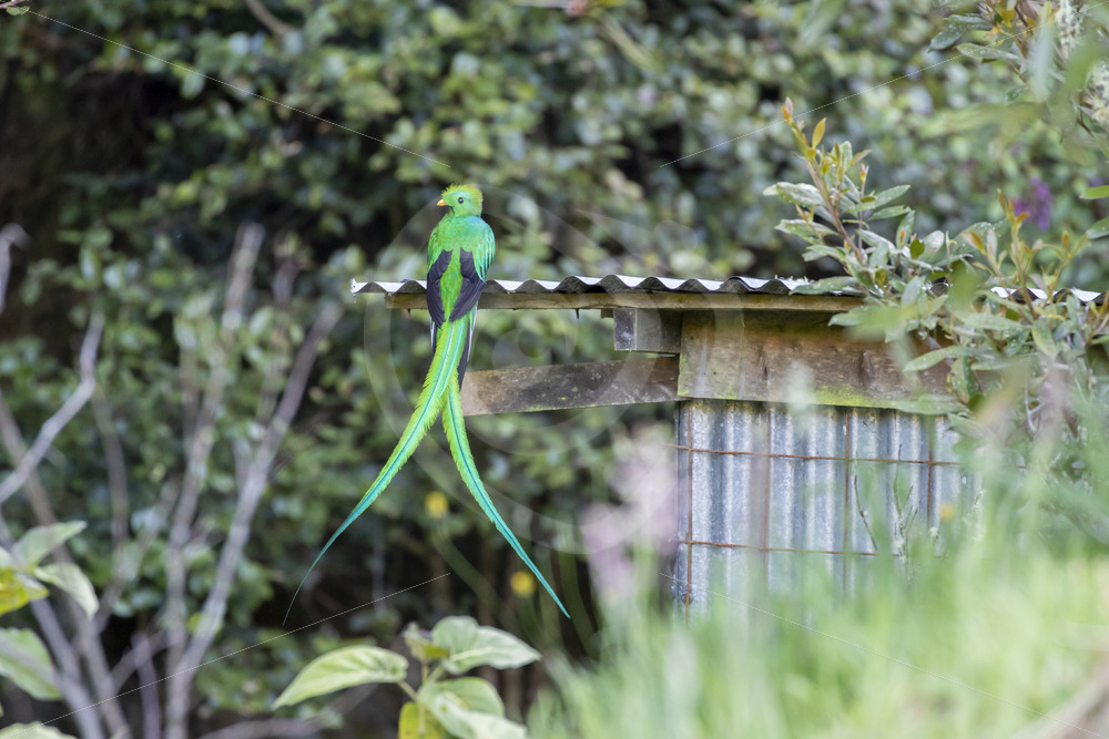 Resplendent Quetzal, San Gerardo de Dota, Costa Rica - Nature Stock Photo Agency