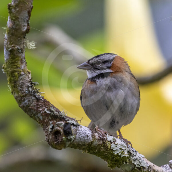 Rufous-collared sparrow (Zonotrichia capensis) San Gerardo de Dota, Costa Rica - Nature Stock Photo Agency
