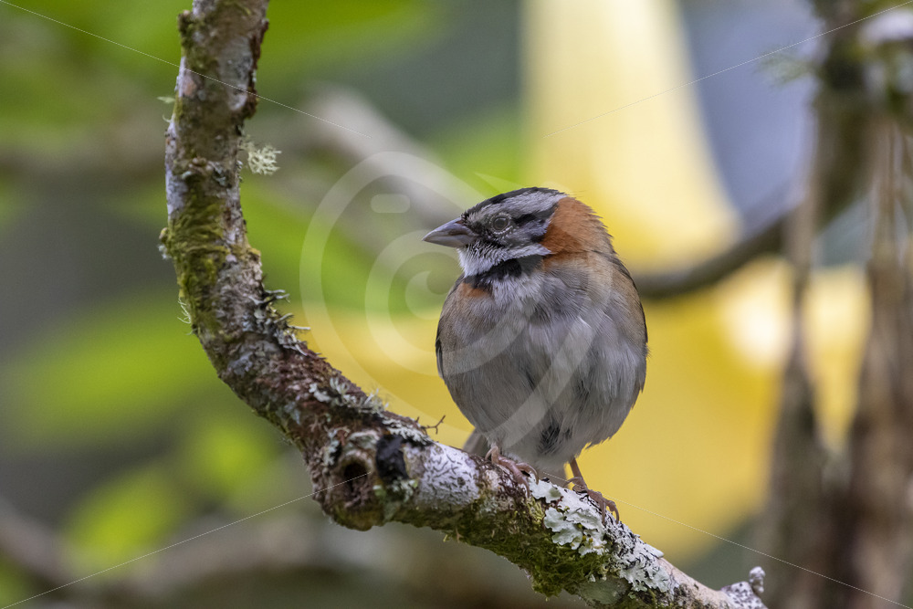 Rufous-collared sparrow (Zonotrichia capensis) San Gerardo de Dota, Costa Rica - Nature Stock Photo Agency