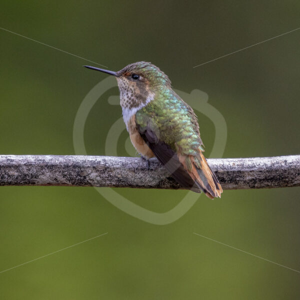 Scintillant hummingbird in theTalamanca mountains in San Gerardo de Dota, Costa Rica - Nature Stock Photo Agency