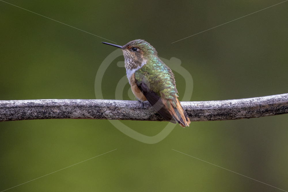 Scintillant hummingbird in theTalamanca mountains in San Gerardo de Dota, Costa Rica - Nature Stock Photo Agency