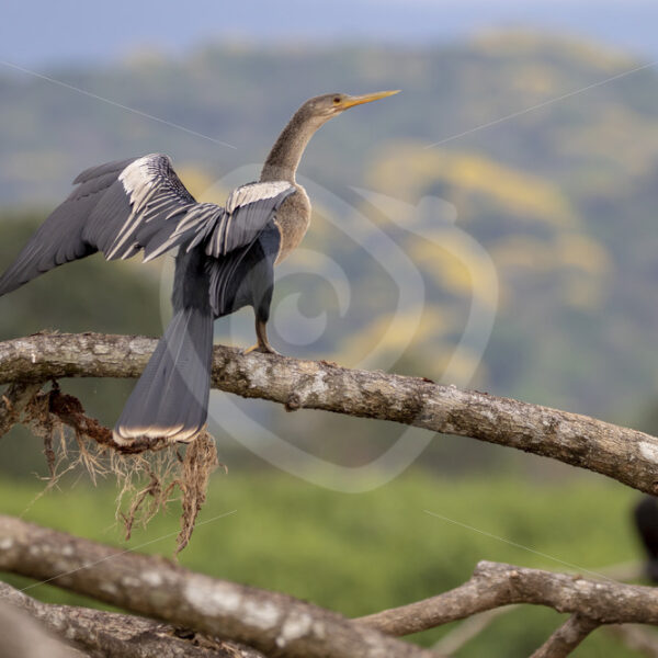 Snake bird (Anhinga anhinga) on a branch in the Tarcoles river, Puntarenas, Costa Rica - Nature Stock Photo Agency