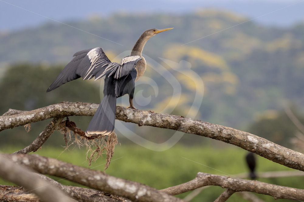 Snake bird (Anhinga anhinga) on a branch in the Tarcoles river, Puntarenas, Costa Rica - Nature Stock Photo Agency