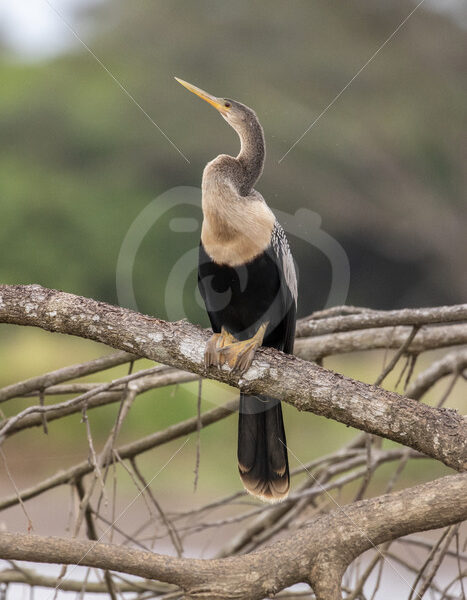 Snakebird (Anhinga anhinga) on a branch in the Tarcoles river, Puntarenas, Costa Rica - Nature Stock Photo Agency