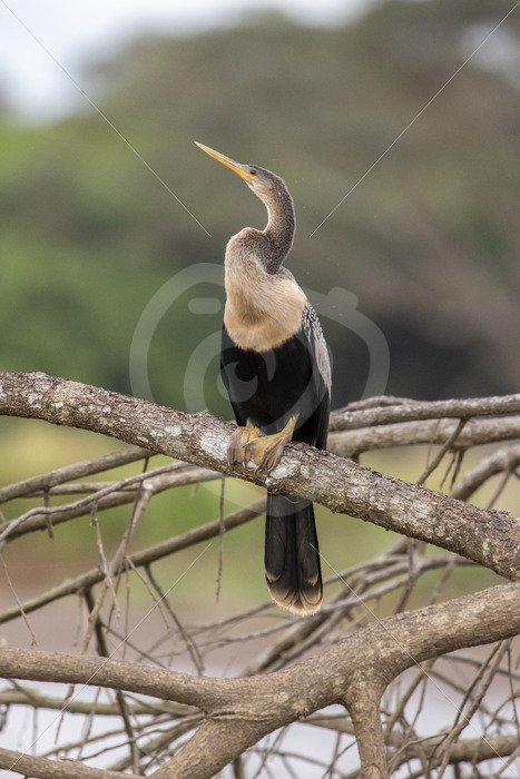 Snakebird (Anhinga anhinga) on a branch in the Tarcoles river, Puntarenas, Costa Rica - Nature Stock Photo Agency