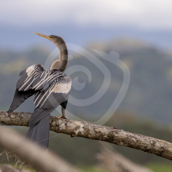 Snakebird or anhinga on a branch in the Tarcoles river, Puntarenas, Costa Rica - Nature Stock Photo Agency